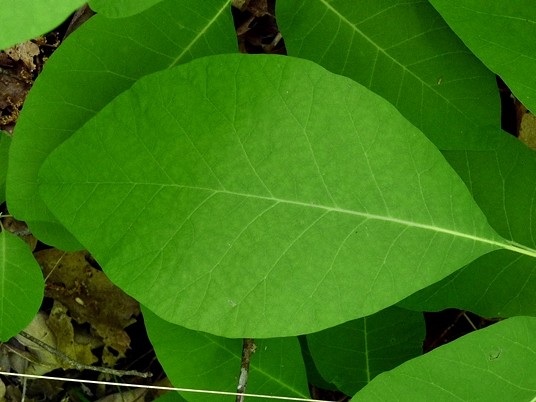 {Cotinus obovata}